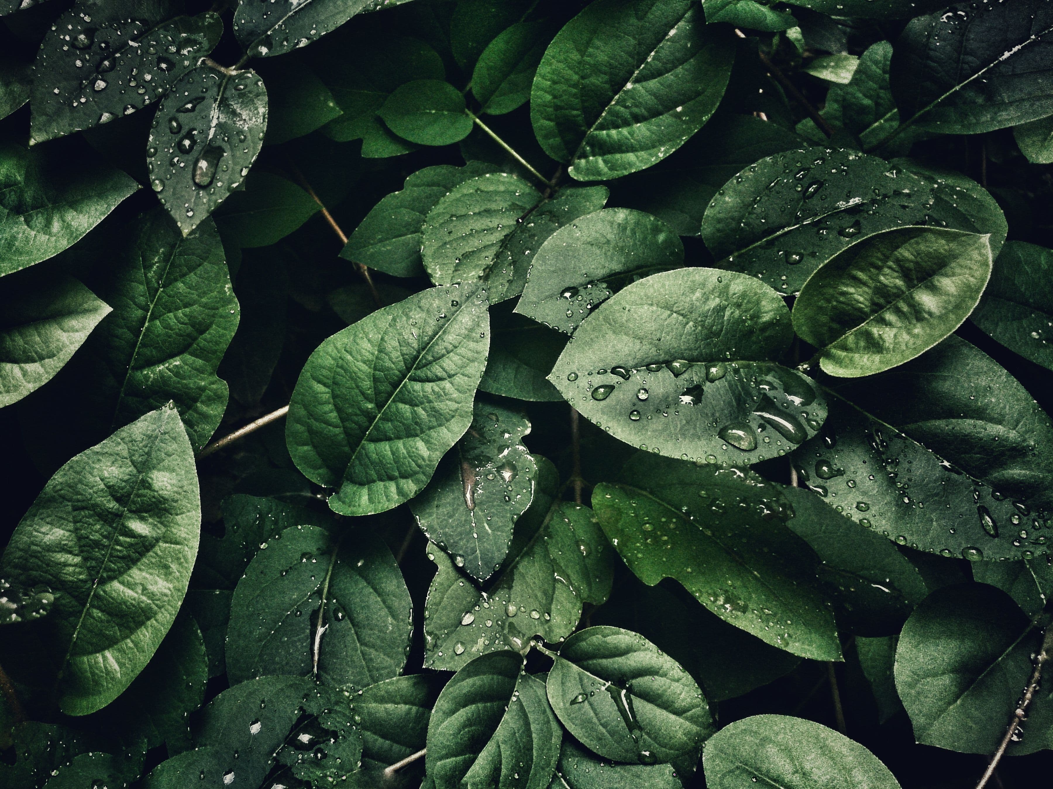 Detalle de hojas verdes con gotas de rocío
